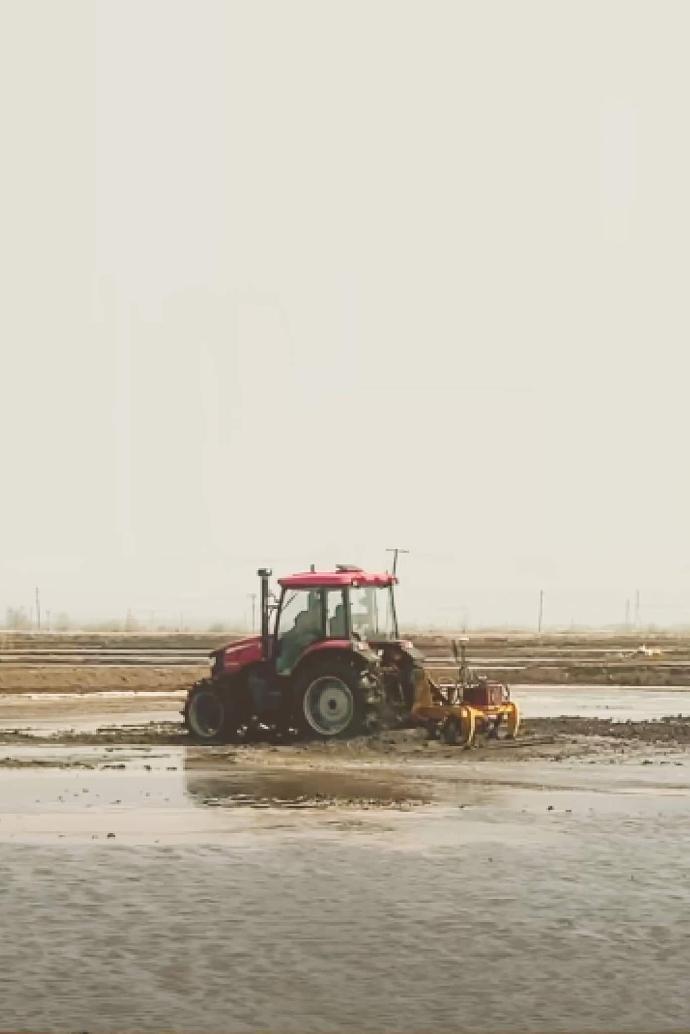 Munkák a rizsföldeken