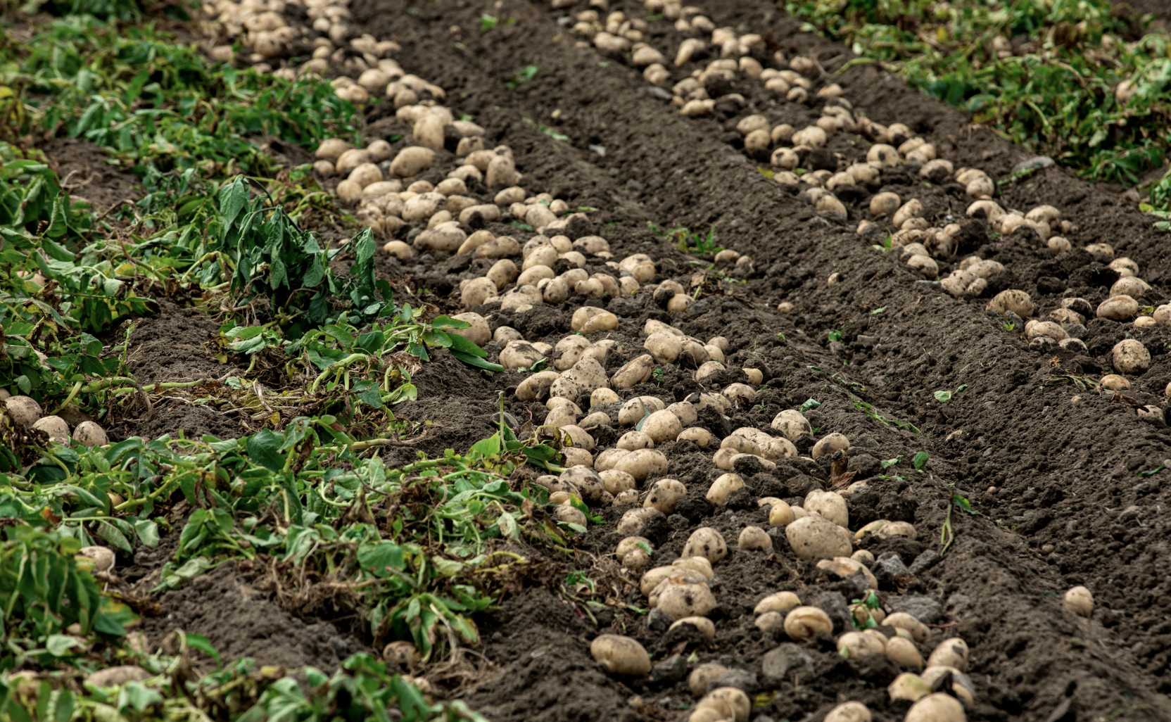 Right Time to Harvest