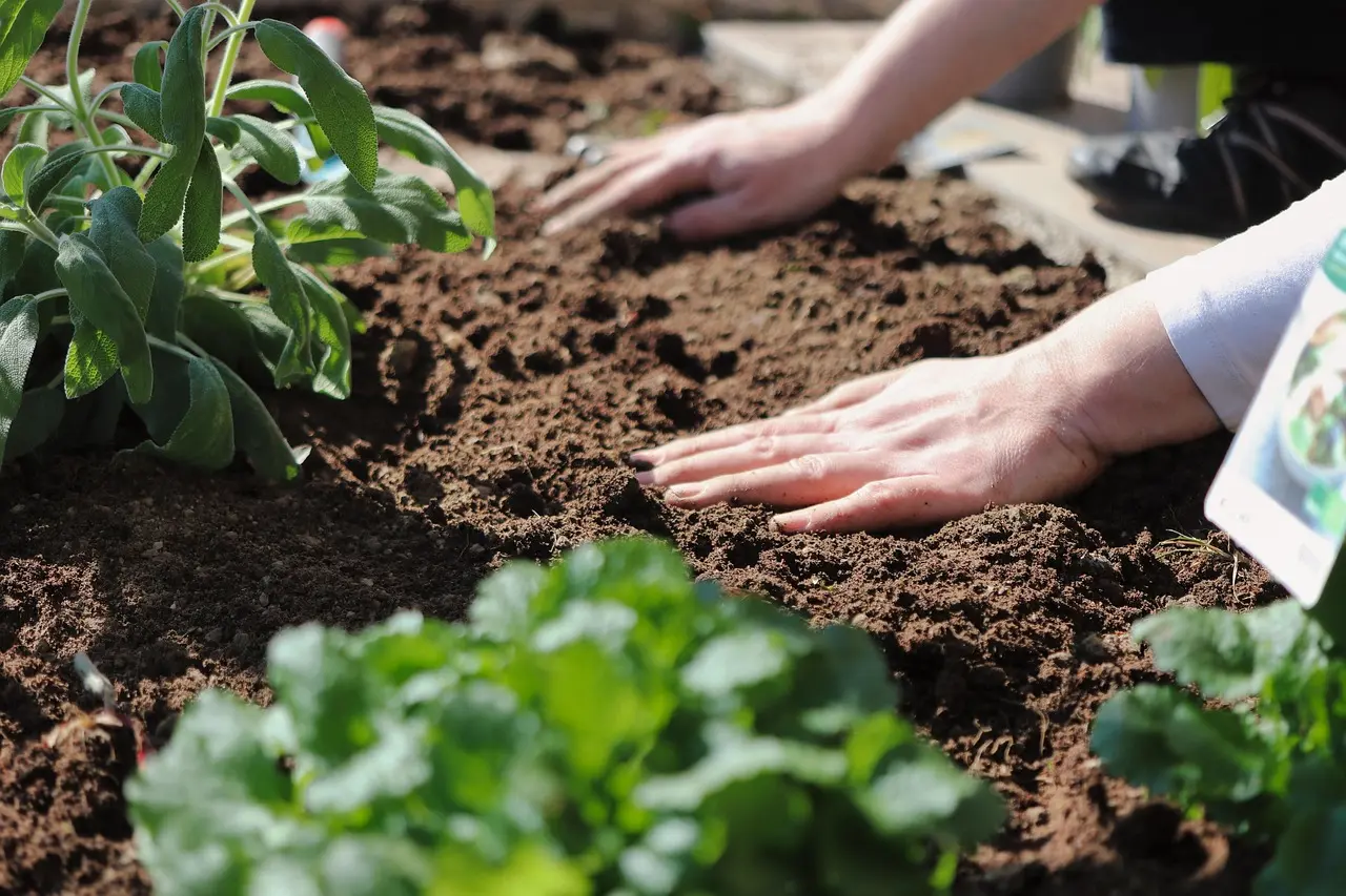 Symbolic image of cultivation and care: a gardener's hands work gently with fertile soil amidst thriving plants. The focus on the tactile interaction between human touch and the earth conveys a message of nurturing, growth, and a quiet, dedicated connection to the natural world.